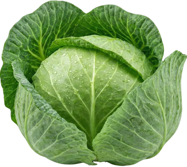 Cabbage