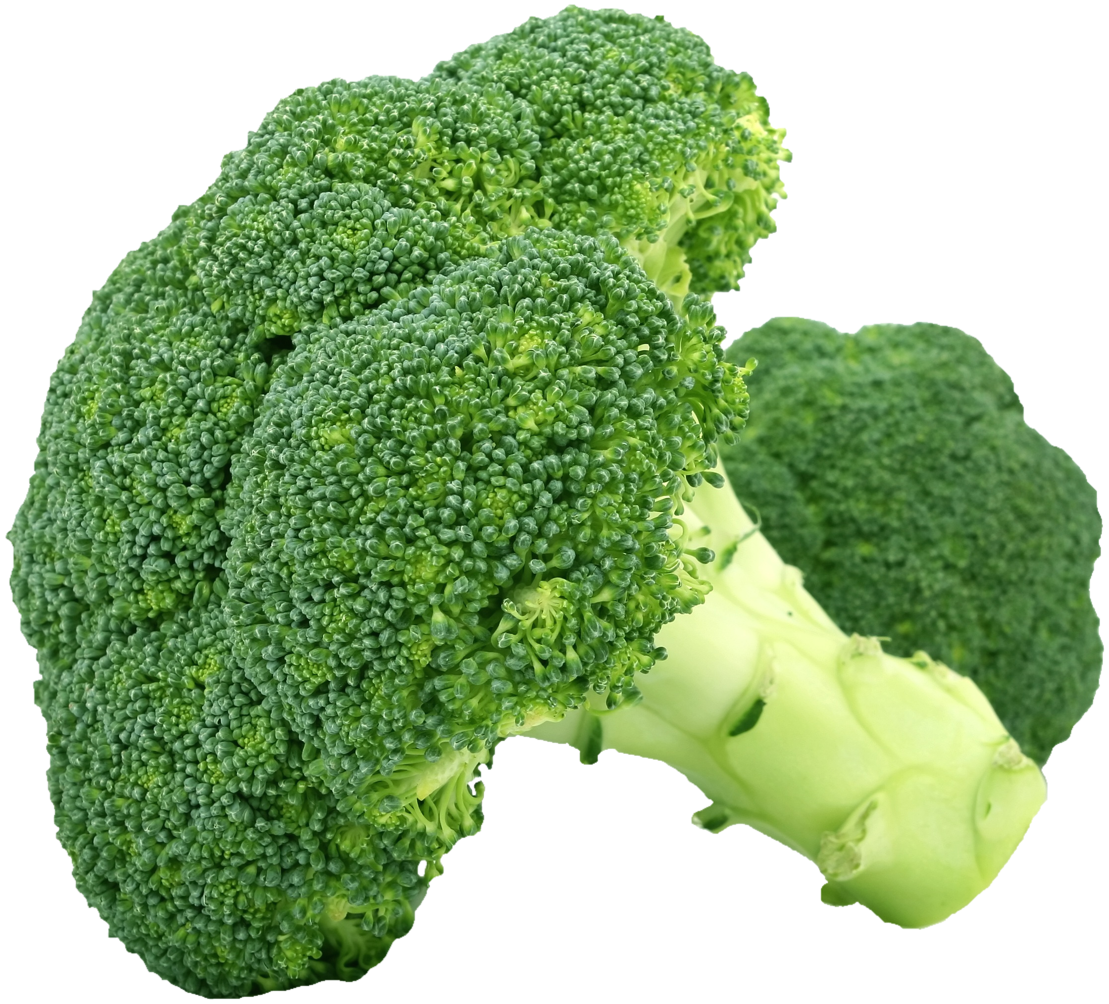 Broccoli