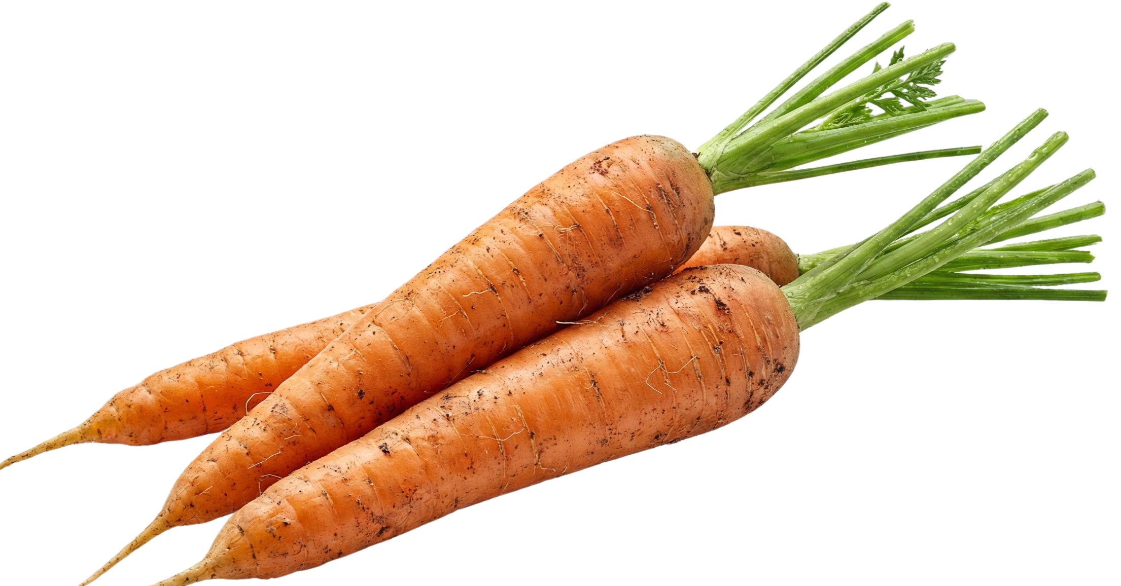 Carrot